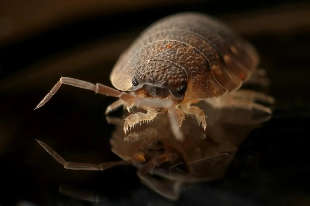 Bed-Bug-Treatment - Atwater Best Pest Pros | Atwater, CA | 916-471-4415